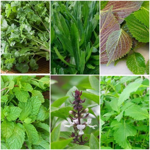 Combo 6 Hạt giống rau thơm, rau gia vị gồm: hũng quế, hũng lũi, tia tô, kinh dưới, rau mùi (ngò rí), Mùi tàu (ngò gai)