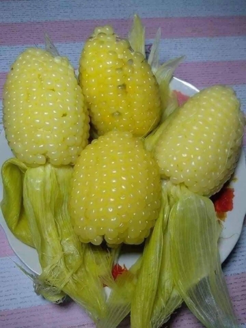 (500g) Hạt giống Bắp ngô nếp nù sữa thơm ngon