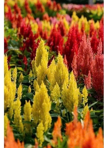 Hạt giống hoa mào gà đuôi phụng