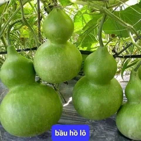 Hạt Giống Bầu Hồ Lô Vừa Đẹp
