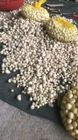 Hành tăm Nghệ An củ vừa, và nhỏ thơm ngon