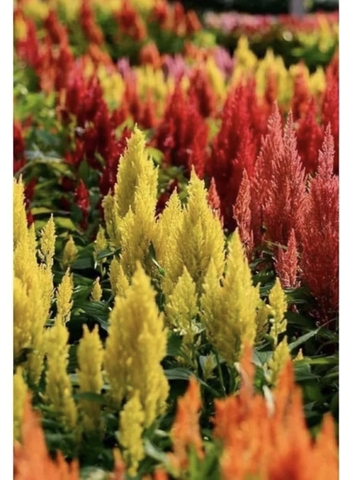 Hạt giống hoa Mào Gà Đuôi Phụng đẹp dễ trồng quanh năm gói 200 hạt