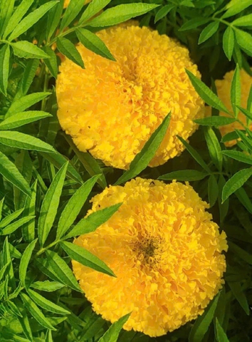 Hạt Giống Hoa Cúc Vạn Thọ Vàng Chanh