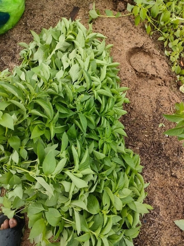 hạt giống lá é chất lượng Phú Yên gói 1kg