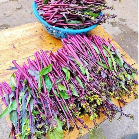 Hạt giống rau Cải ngồng ngọt đỏ (tím) thu hoạch lâu nhiều lần gói 5gr