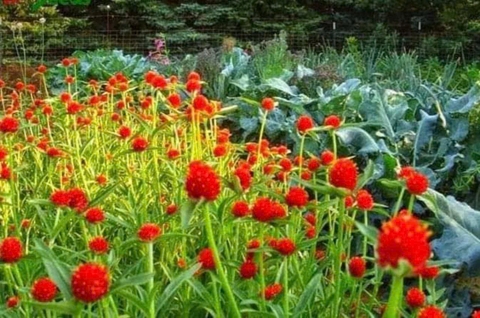 Hạt Giống Hoa Cúc Bạch Nhật Đỏ Gói 50 Hạt