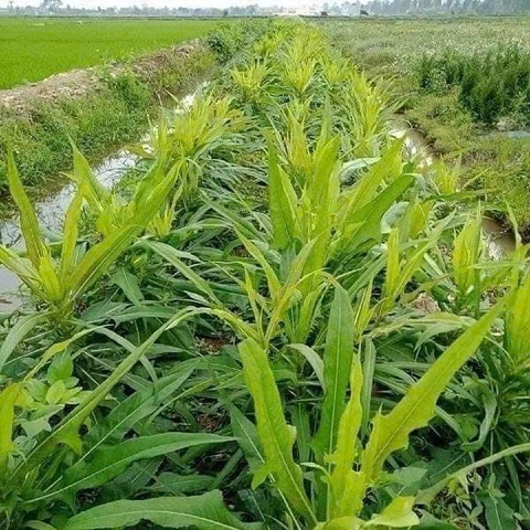 Hạt giống bồ công anh Lá dài gói 50 hạt