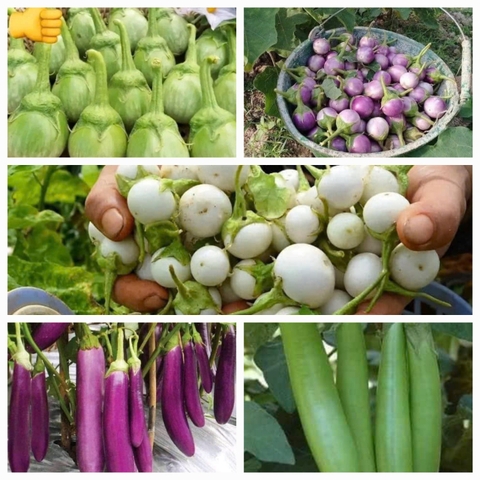 Combo hạt giống 5 loại cà gồm; Cà pháo Thái lan, Cà Pháo tím, Cà pháo trắng, cà dừa xanh, cà dừa tím