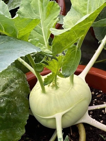 Hạt giống xu hào trắng chất lượng cao