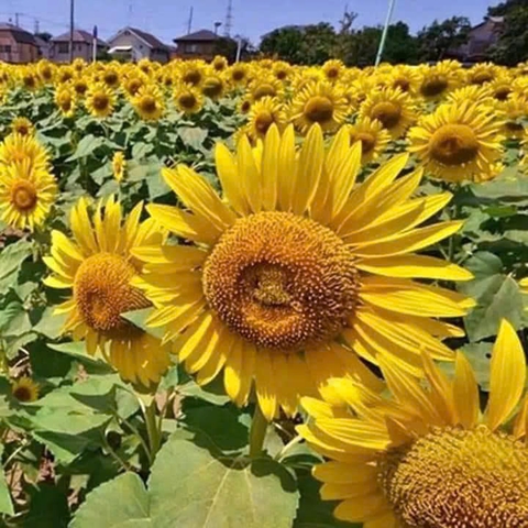 Hạt Giống Hoa Hướng Dương Một Bông