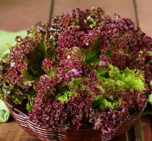 Hạt giống xà lách xoăn tím chịu nhiệt, giòn ngọt