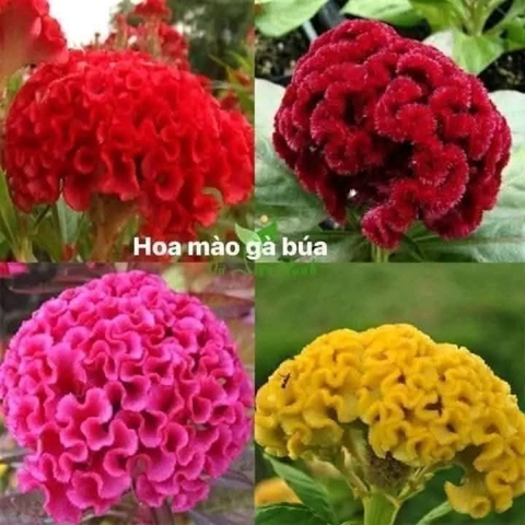 Hạt giống hoa Mào Gà Nhung Búa có 4 màu đẹp lung linh