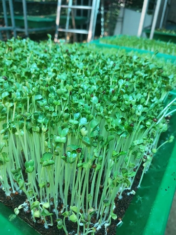 Hạt giống rau cải mầm chất lượng cao