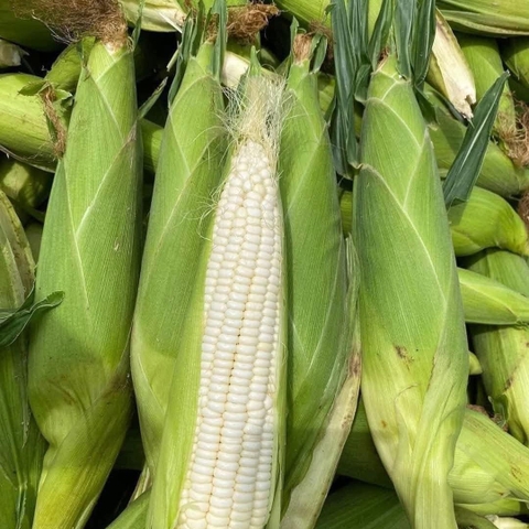 Hạt giống Ngô, bắp  Nếp Lai HN 88 Mới Dẻo Ngọt Bông To gói 500gr