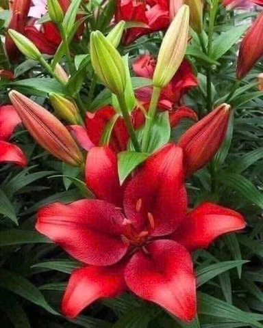 Củ Giống Hoa Ly Đẹp màu đỏ