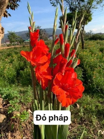 Củ Giống Hoa Lau Ơn Đẹp màu đỏ