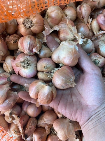 Hành ta chọn nhặt chắc mẩy từng củ