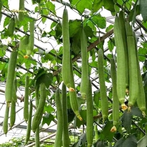 Hạt Giống Mướp Hương F1 Bội Thu TG117- gói 1gr