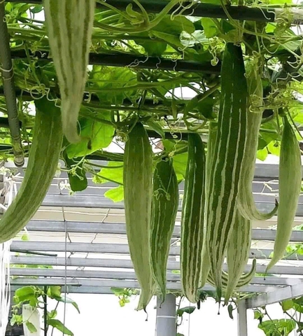 Hạt giông mướp nhật lặc lài