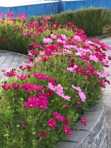 Hạt giống hoa cánh bướm (sao nhái) gói to khoảng (10.000)hạt