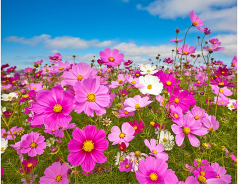 Hạt giống hoa cánh bướm (sao nhái) gói to vừa khoảng(5.000) hạt