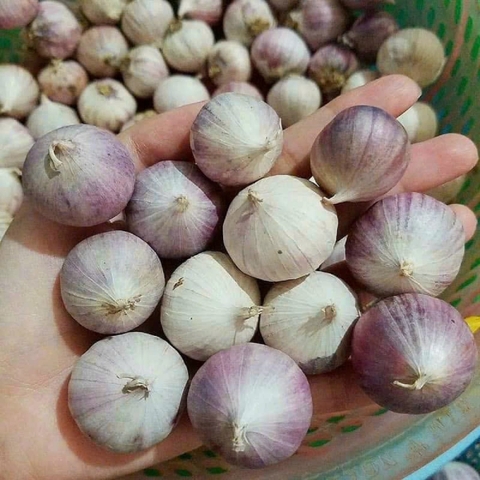 Tỏi cô đơn chọn nhặt từng củ chắc mẩy