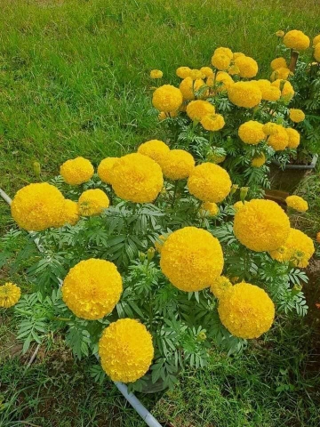 Hạt giống hoa cúc Vạn Thọ vàng chanh cao nhỡ gói 300 hạt