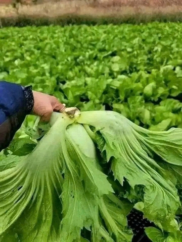 Hạt giống rau cải bẹ dưa muối