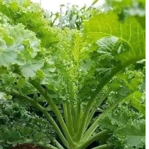 Hạt giống rau Cải  xoăn Kale