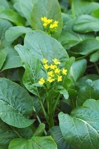 Hạt giống rau Cải ngồng ngọt xanh