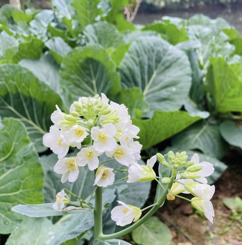 Hạt giống rau Cải rổ cải làn