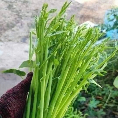 Hạt giống rau muống siêu ngọn gói 1kg