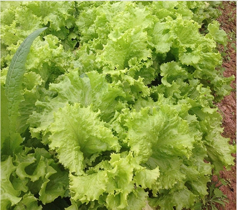 Hạt giống Xà lách chịu nhiệt