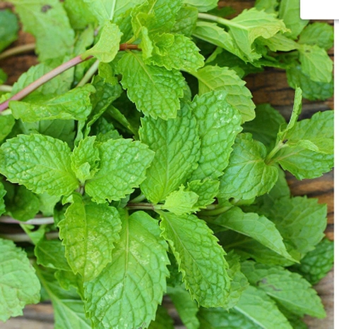 Hạt giống Hũng lữu gói 100 hạt