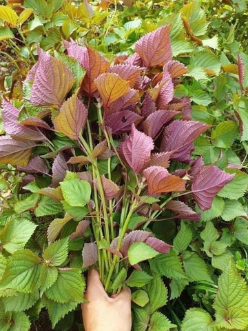 Hạt Giống Rau Tía Tô Dinh Dưỡng, Năng Suất Cao