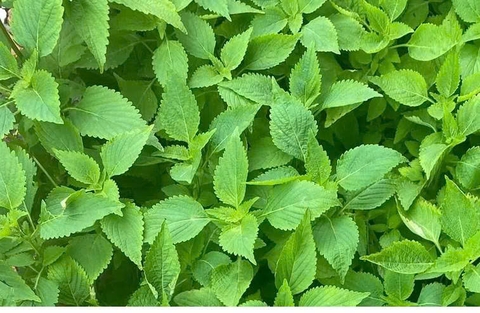 Hạt Giống Rau Kinh Giới