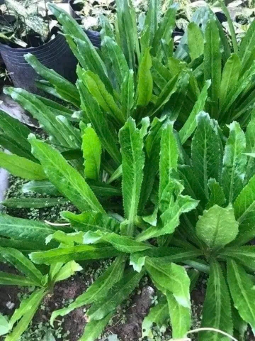 Hạt giống Mùi tàu, ngò gai