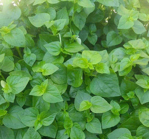 Hạt Giống Rau Càng Cua Chất Lượng Cao