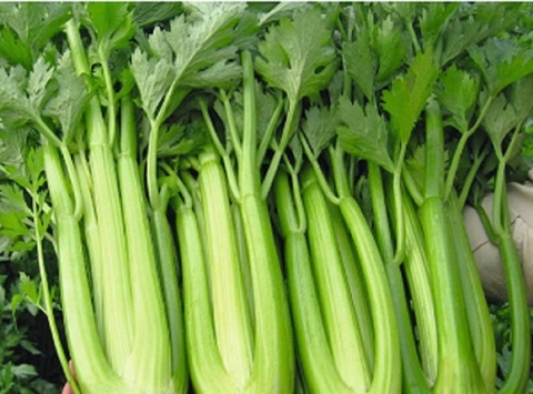 Hạt giống Rau cần tây Ngọt Giòn chất lượng cao