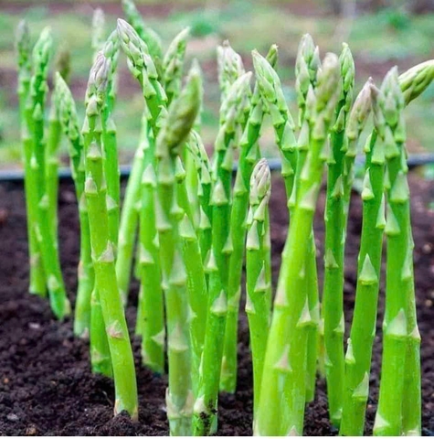 Hạt giống Măng Tây Xanh Mỹ chất lượng cao gói 30 hạt