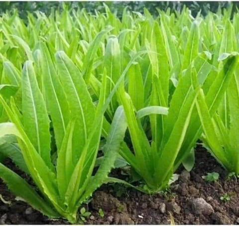 Hạt Giống Rau Diếp Thơm Chất Lượng Cao
