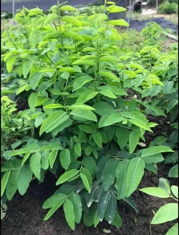 Hạt giống Rau bồ ngọt cho thu hoạch lâu dài- gói 1gr