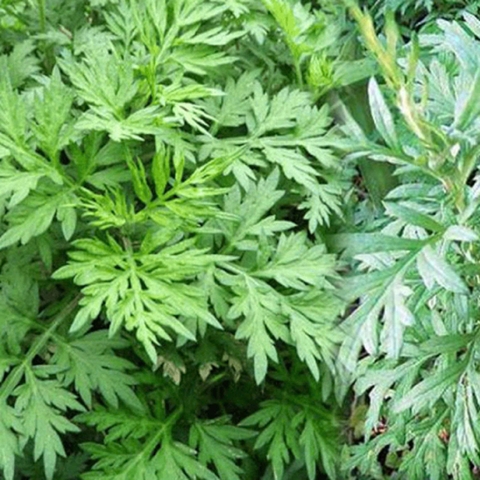 Hạt Ngải Cứu Trồng Một Lần Thu Hoạch Nhiều Năm - 50 Hạt