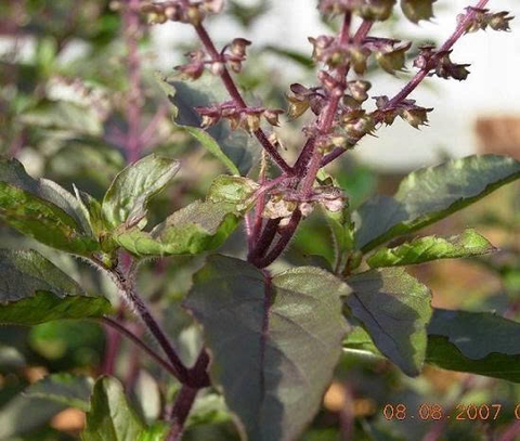 Hạt giống rau hương nhu tím gói 1gr