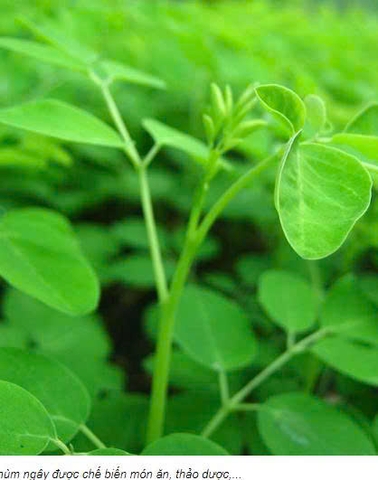 Hạt giống rau chùm ngây