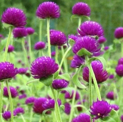 Hạt giống hoa cúc bạch nhật gói 50 hạt