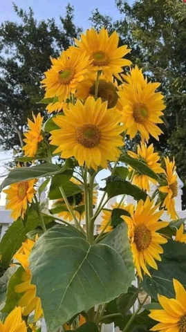 Hạt giống hoa hướng dương lùn sai bông gói 50 hạt