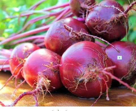 Hạt giống củ dền đỏ dễ trồng