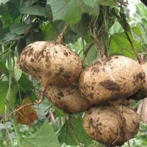 Hạt giống củ đậu(củ sẵn) gói 100 hạt