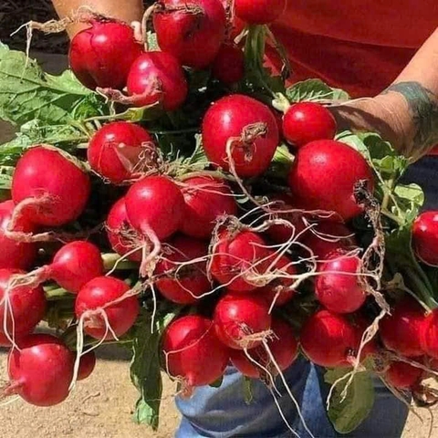 Hạt giống củ cải đỏ tròn chất lượng cao